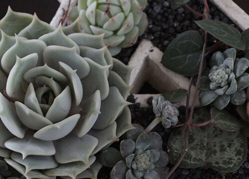 多肉カテゴリ画像