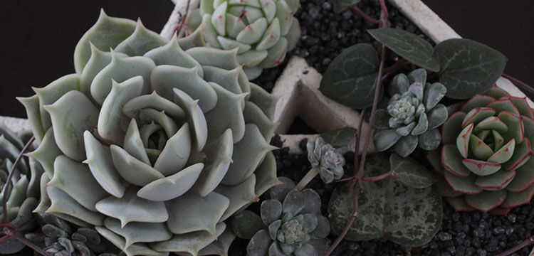 多肉カテゴリ画像